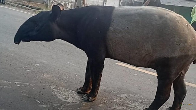 Tragis! Tapir Langka Tersesat ke Pemukiman Mesuji Lampung, Dijadikan Buruan dan Dimakan Warga