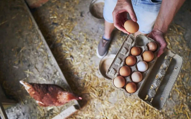 Kementan Tetapkan Harga Acuan Ayam Hidup Rp19.500/kg dan Telur Rp24.000/kg Mulai 15 Juli