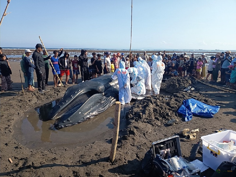 Paus Bungkuk Muda 7,7 Meter Terdampar di Pantai Jembrana Bali, Upaya Penyelamatan Berakhir Tragis