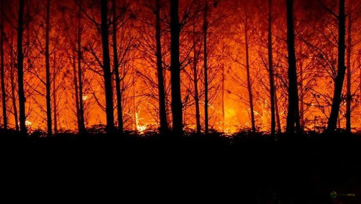 Gelombang Panas Ekstrem 42 Derajat Celsius Picu Kebakaran Hutan Dahsyat di Eropa, Ratusan Ribu Hektare Hangus