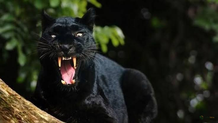 Macan Hitam Berhasil Dievakuasi di Bawang, Dibawa ke Lembaga Konservasi di Batang