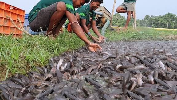 India Musnahkan 36 Ton Ikan Lele Thailand, 11 Tambak di Nagpur Digerebek