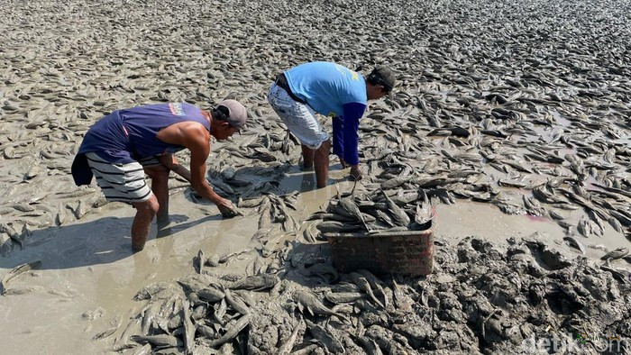 Ribuan Ikan Sapu-Sapu Terdampar di Sungai Juana yang Mengering, Warga Berbondong-bondong Mengambil hingga Pakai Pikap