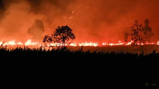Gambut Kalimantan Terbakar, Ribuan Ton Karbon Terancam Lepas ke Atmosfer