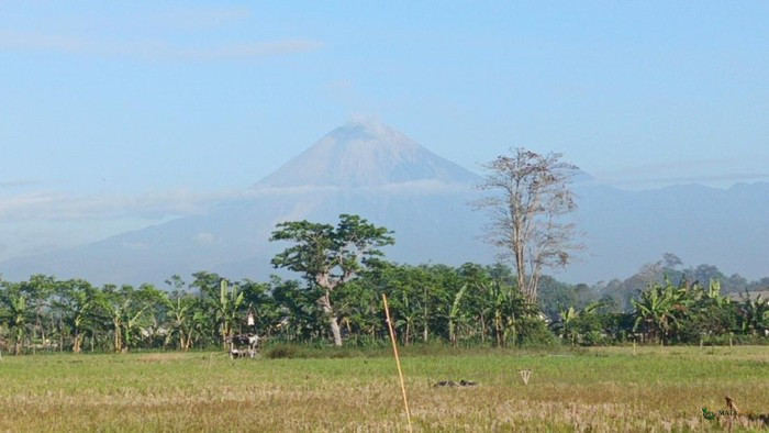 Gunung Semeru Masih Siaga Level III, Tercatat 30 Kali Letusan dalam Enam Jam