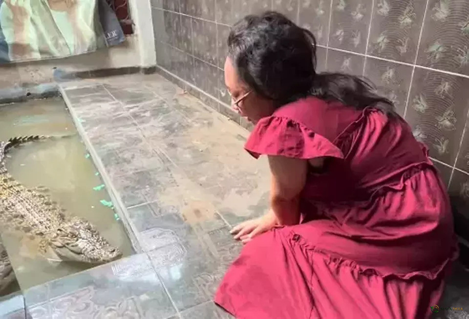 Pemilik Buaya Coki Histeris hingga Pingsan saat Hewan Peliharaannya Dievakuasi